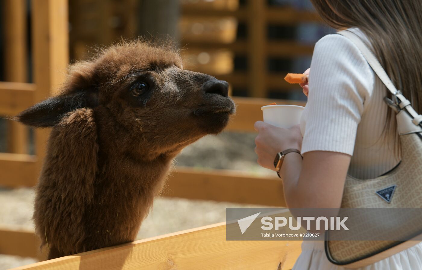 Russia DPR Zoo Alpacas
