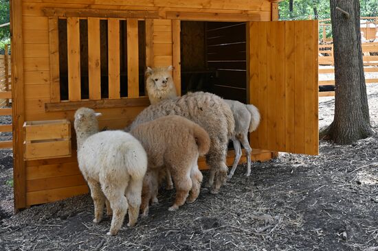 Russia DPR Zoo Alpacas
