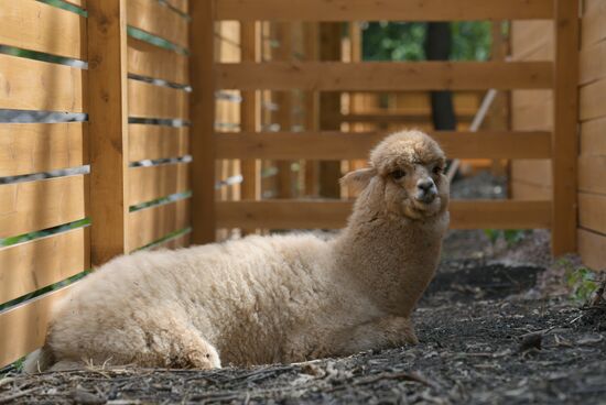 Russia DPR Zoo Alpacas