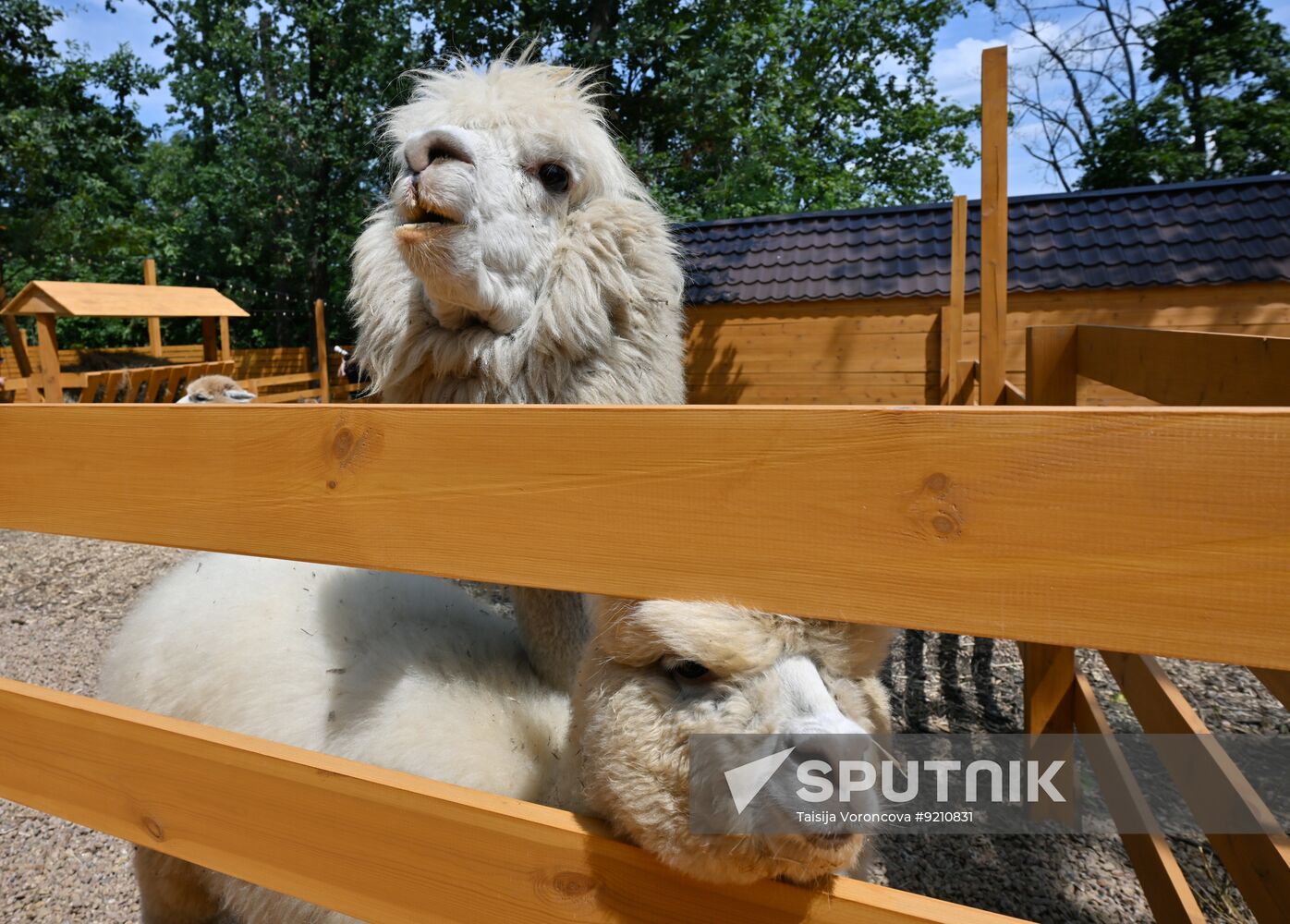 Russia DPR Zoo Alpacas