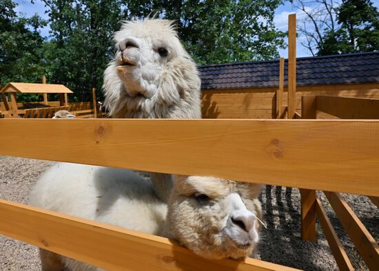 Russia DPR Zoo Alpacas