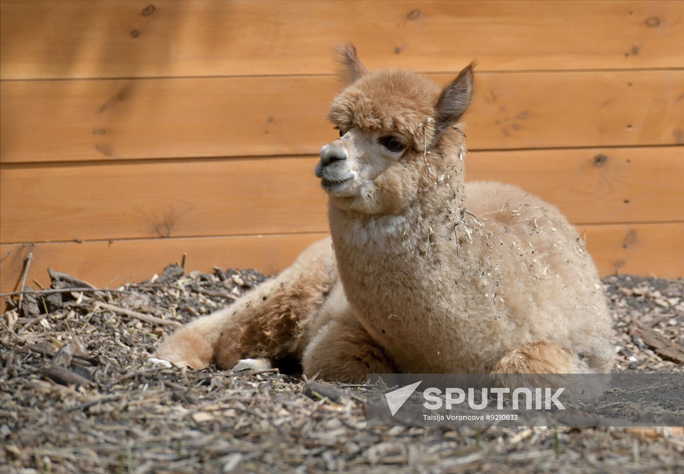 Russia DPR Zoo Alpacas