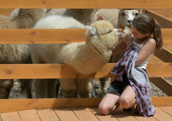 Russia DPR Zoo Alpacas