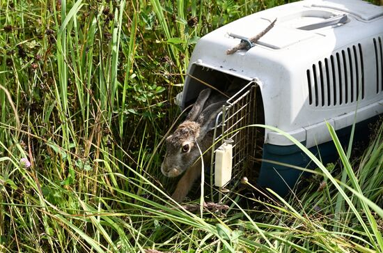 Russia Environment Hares