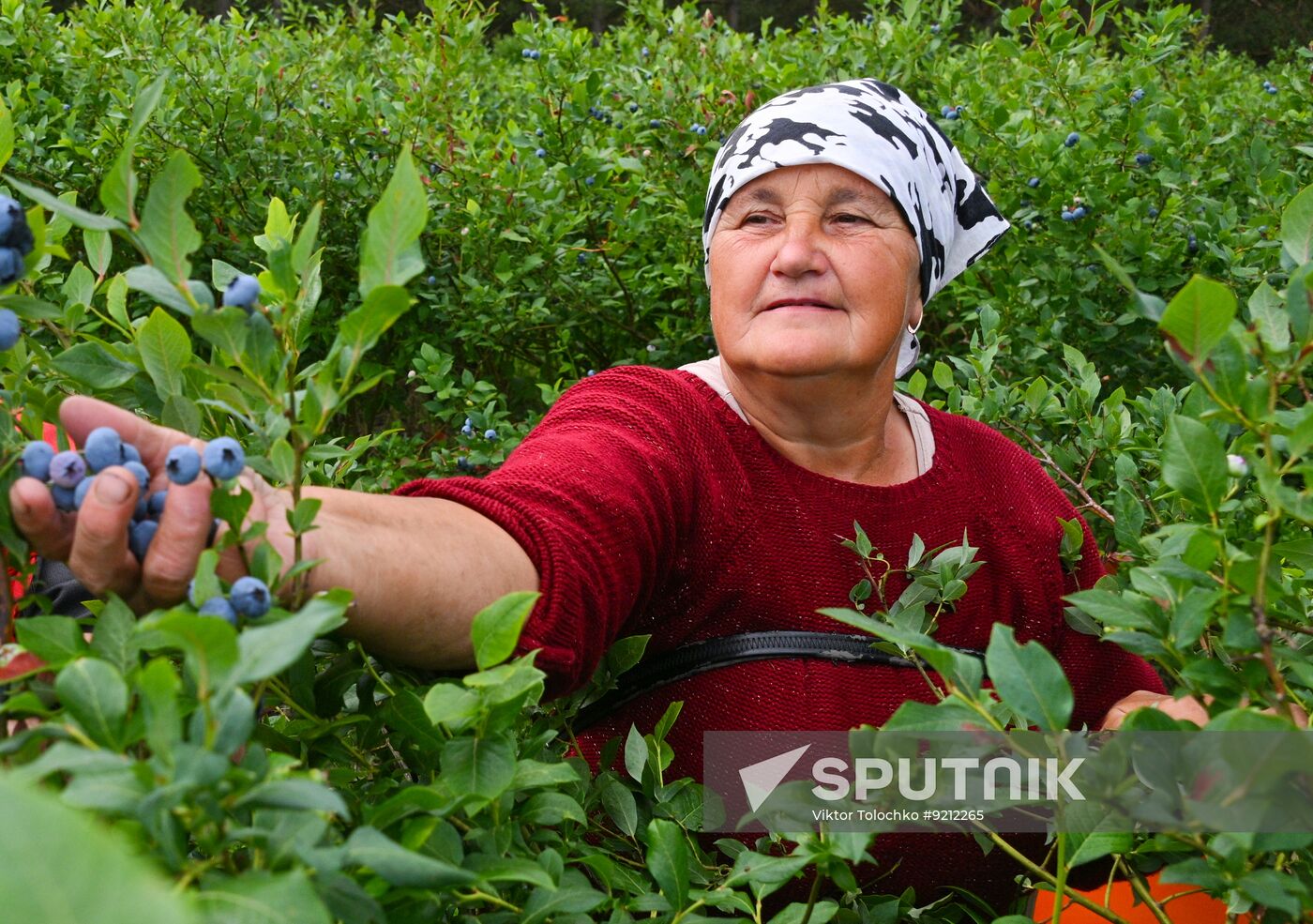 Belarus Agriculture Blueberry Harvesting