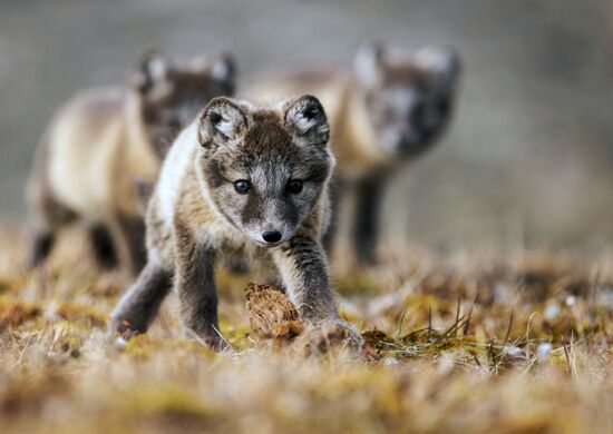 Russia Environment Russian Arctic National Park