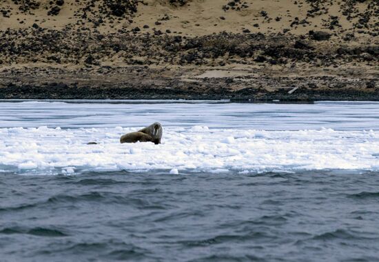 Russia Environment Russian Arctic National Park