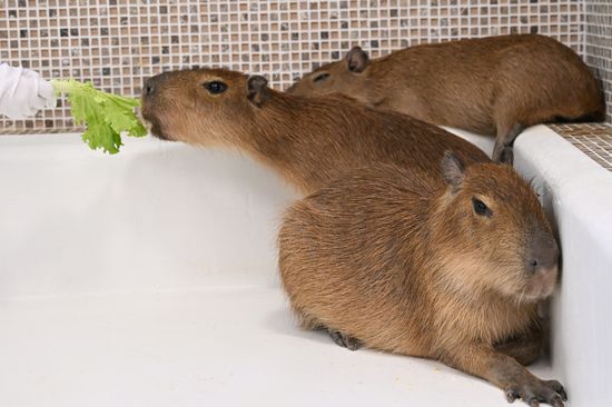 Russia Capybara Cafe