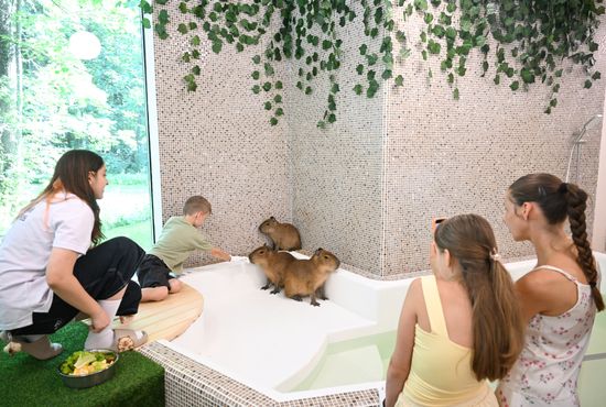 Russia Capybara Cafe