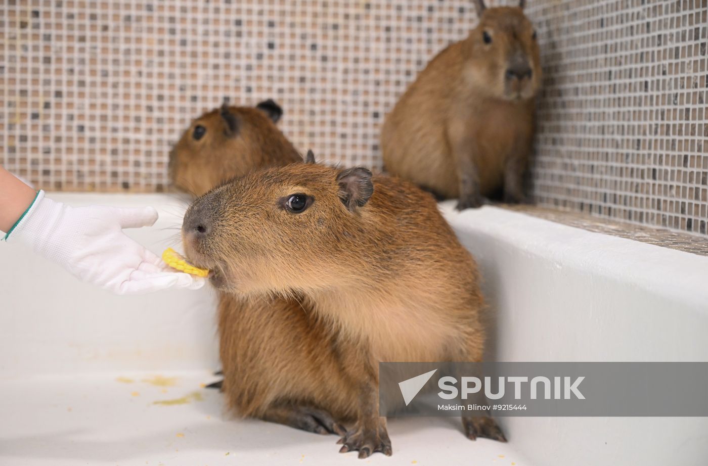 Russia Capybara Cafe