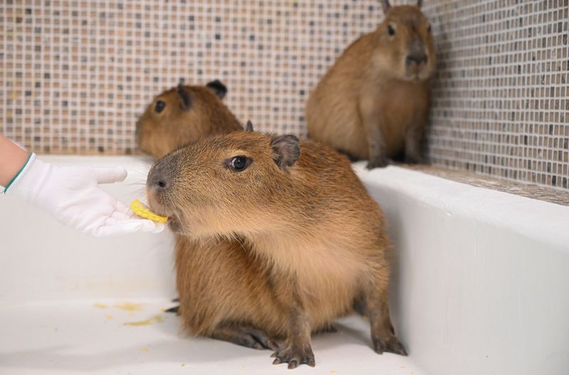 Russia Capybara Cafe