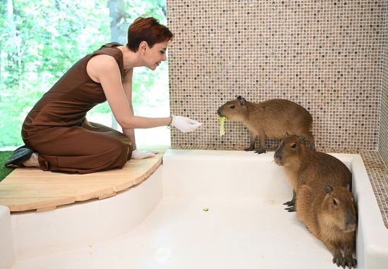Russia Capybara Cafe