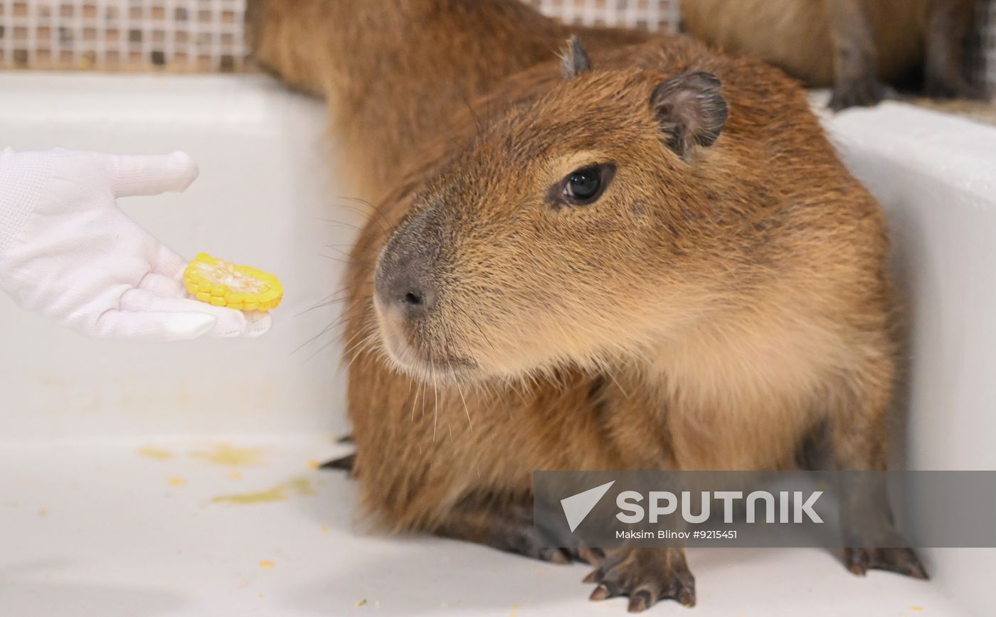 Russia Capybara Cafe
