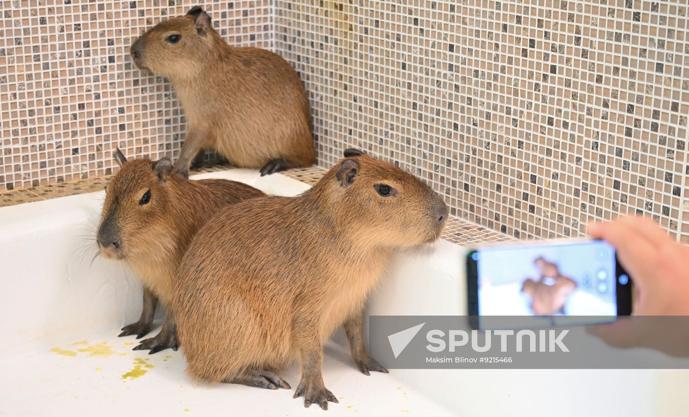 Russia Capybara Cafe