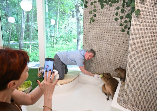 Russia Capybara Cafe