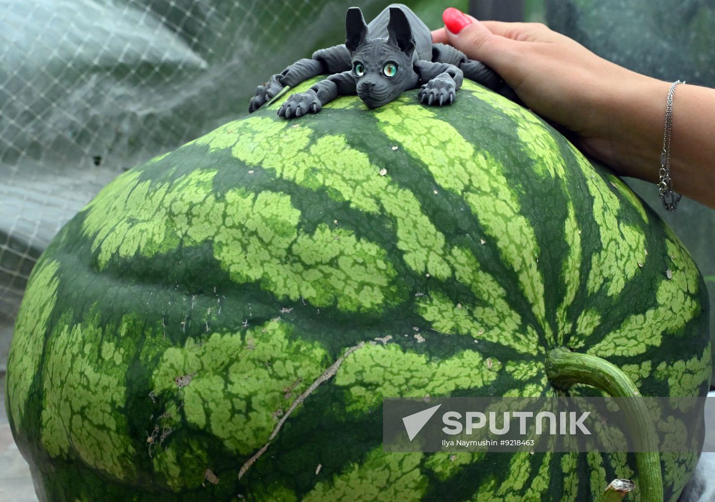 Russia Giant Vegetables Growing