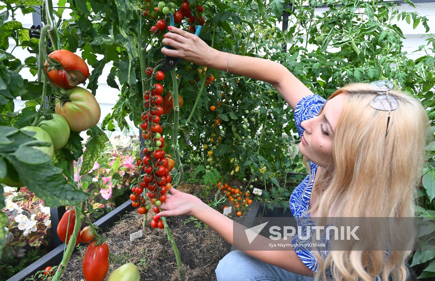 Russia Giant Vegetables Growing
