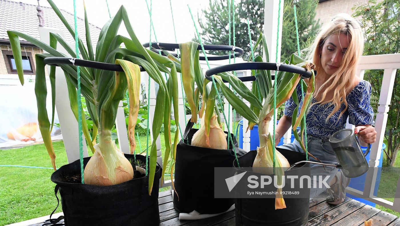 Russia Giant Vegetables Growing