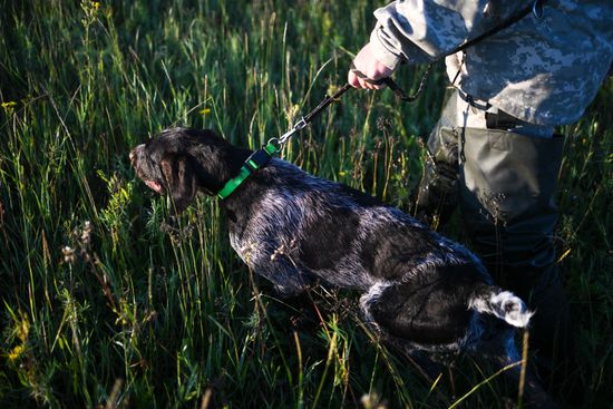 Russia Pointing Dog Competitions