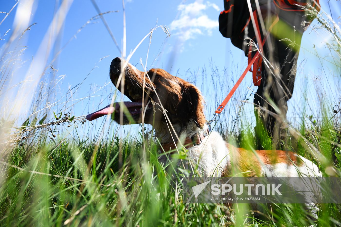 Russia Pointing Dog Competitions