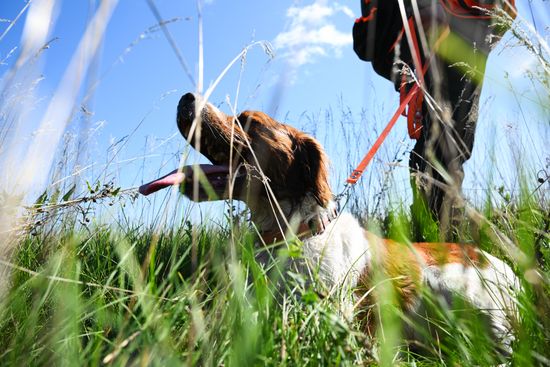 Russia Pointing Dog Competitions