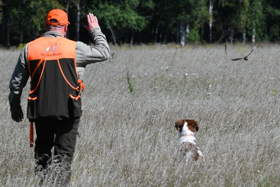 Russia Pointing Dog Competitions