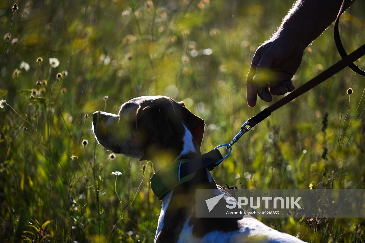 Russia Pointing Dog Competitions