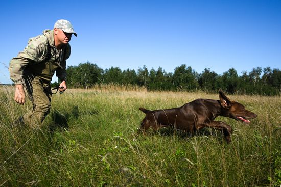 Russia Pointing Dog Competitions