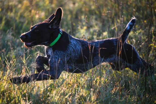 Russia Pointing Dog Competitions