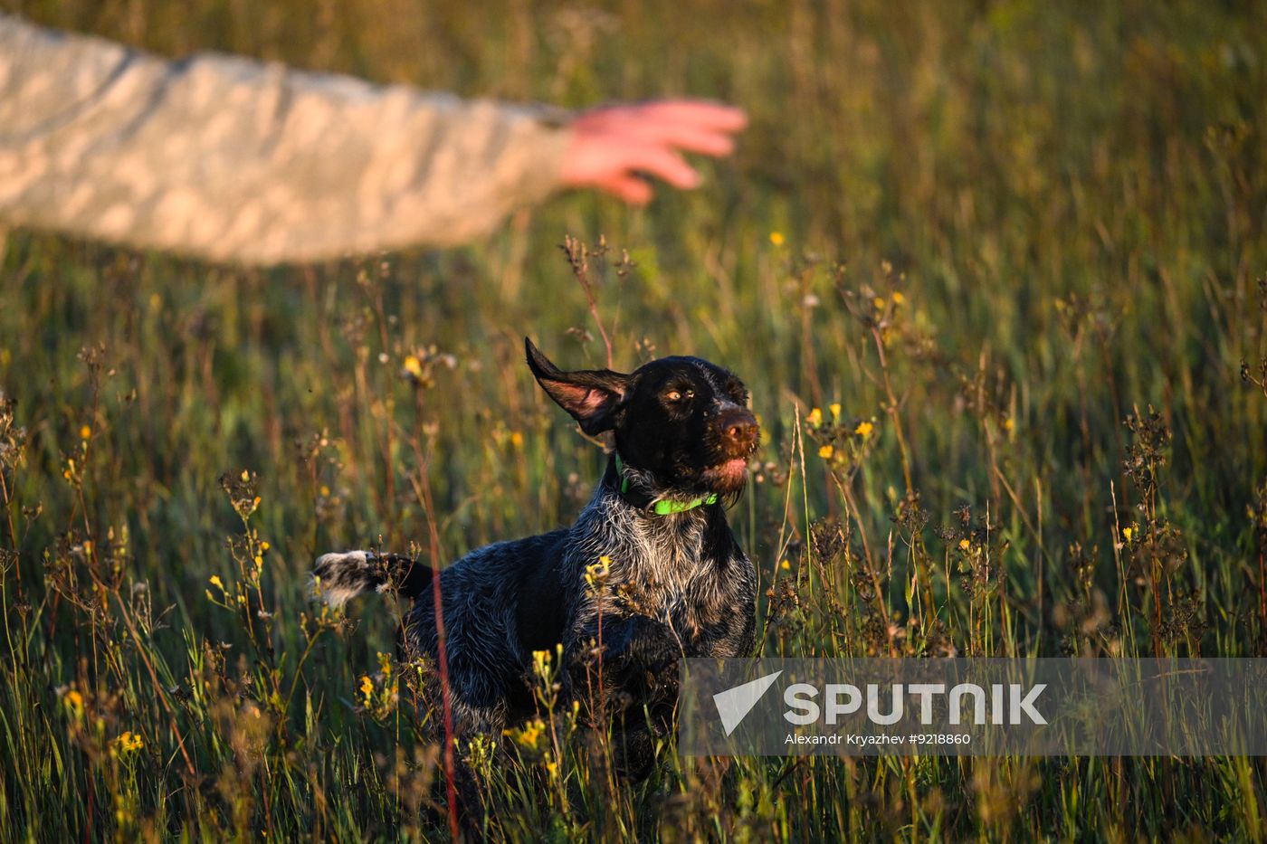 Russia Pointing Dog Competitions