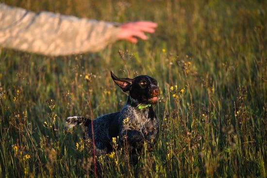 Russia Pointing Dog Competitions