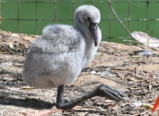 Russia Zoo