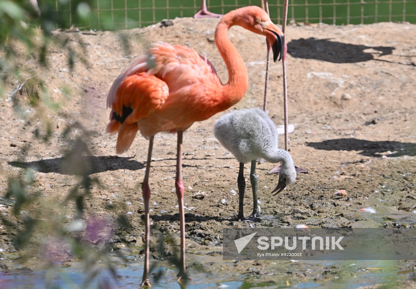 Russia Zoo