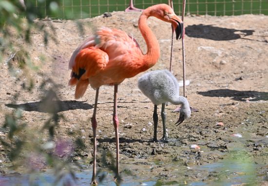 Russia Zoo