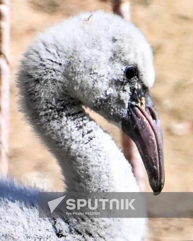 Russia Zoo