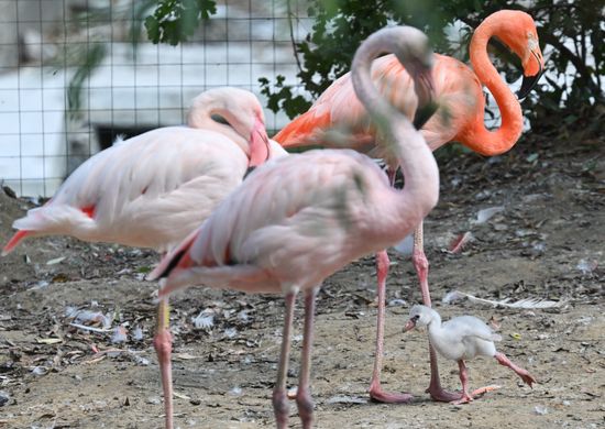 Russia Zoo