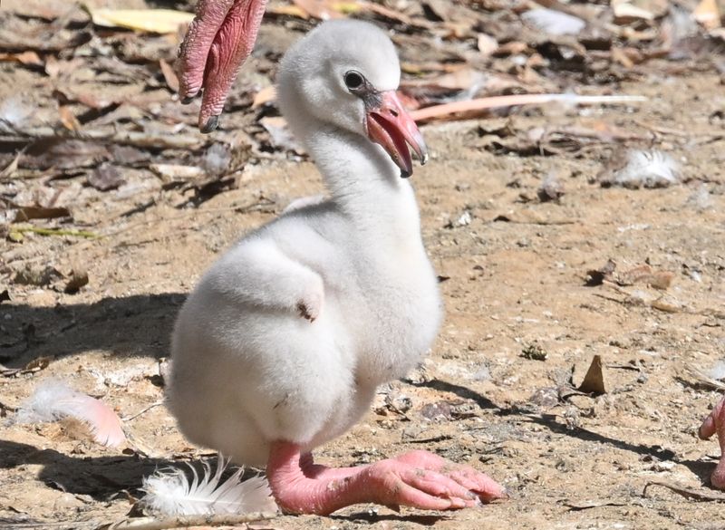 Baby animals in zoos
