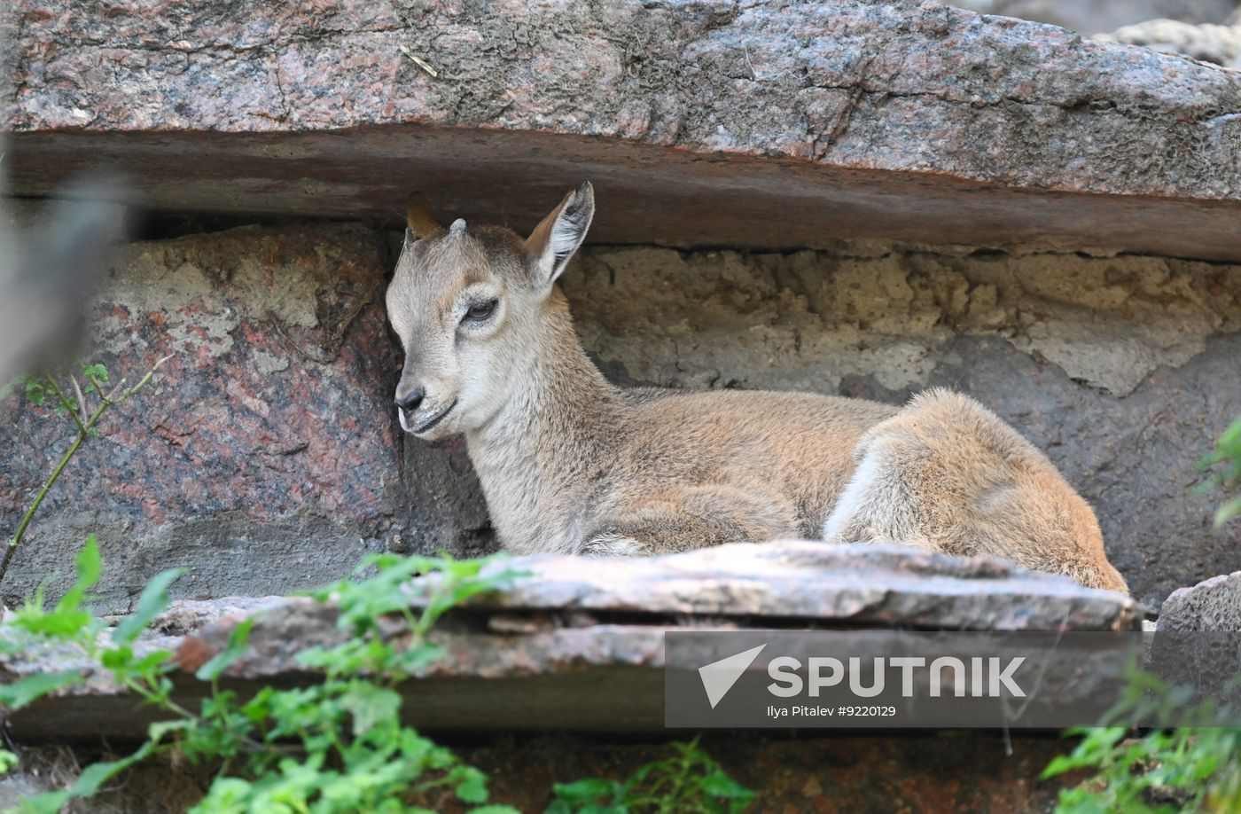 Russia Zoo