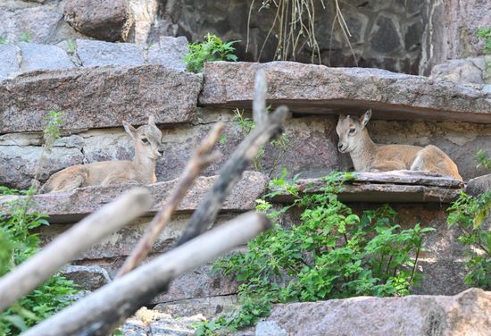Russia Zoo