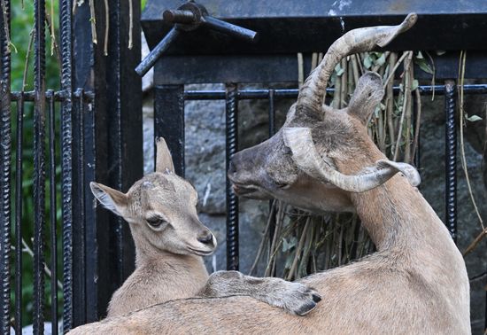 Russia Zoo
