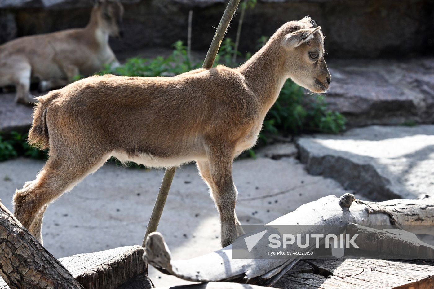 Russia Zoo