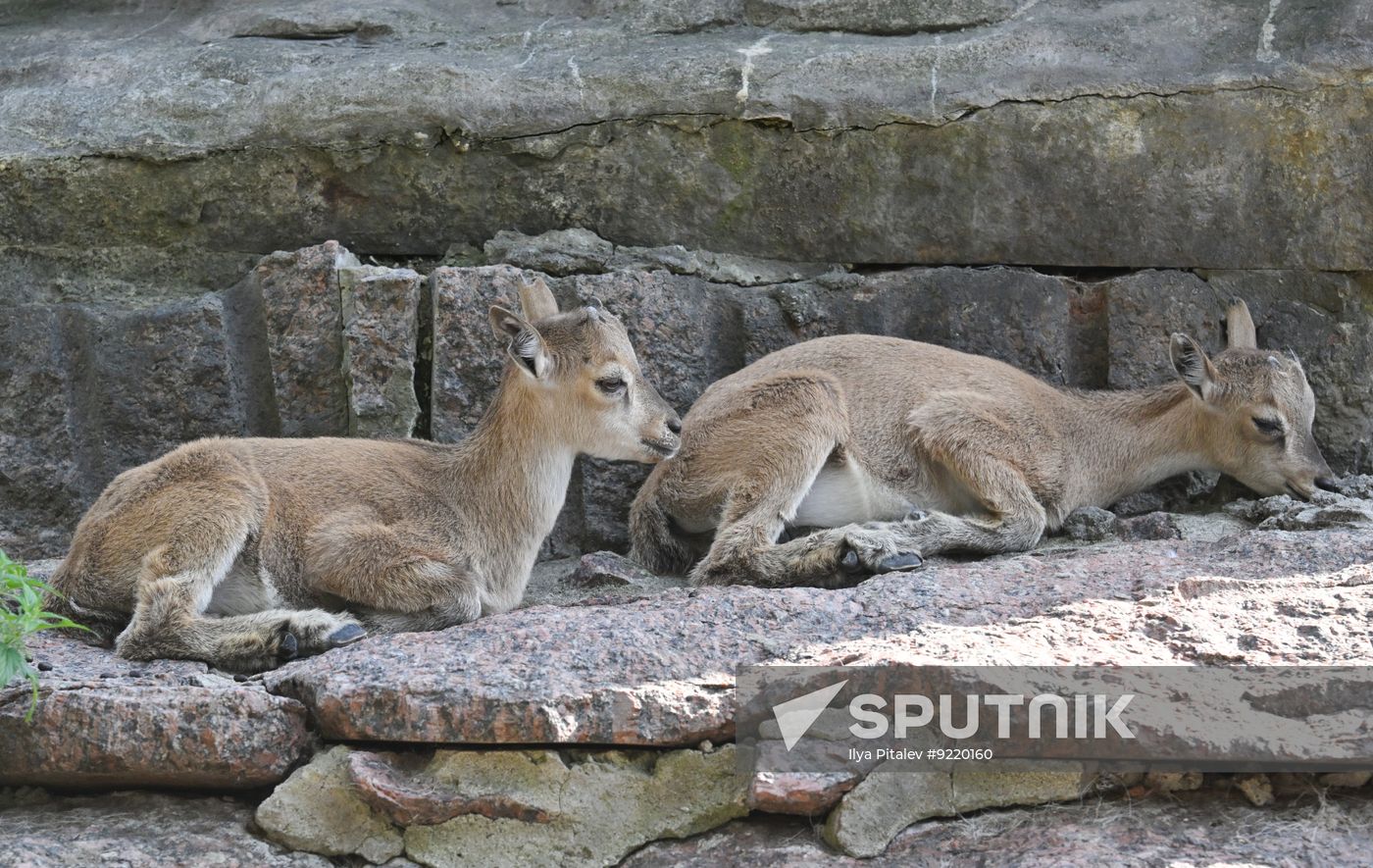 Russia Zoo