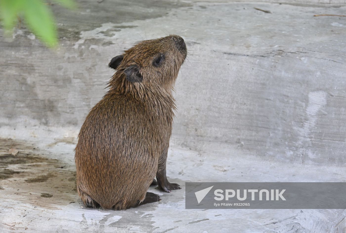 Russia Zoo