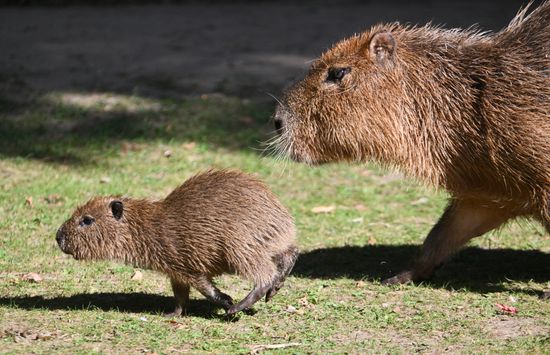 Russia Zoo