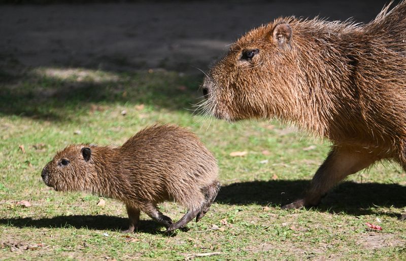Baby animals in zoos