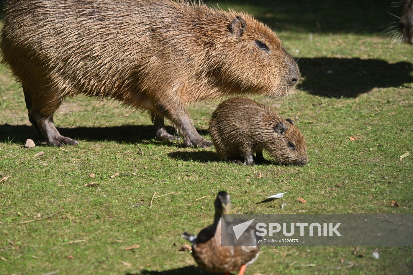 Russia Zoo