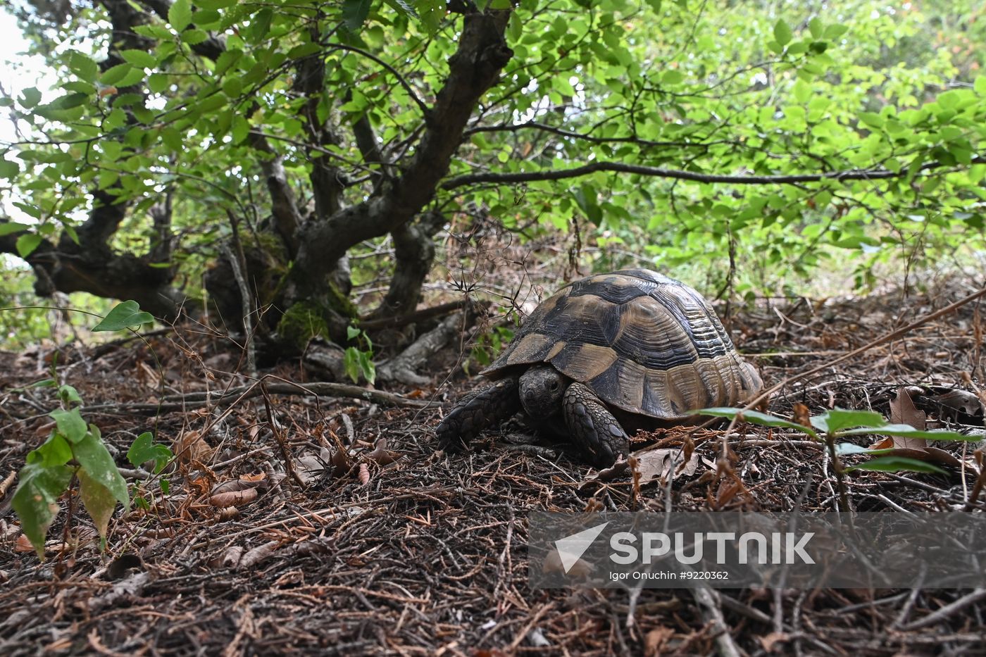Russia Environment Utrish Nature Reserve