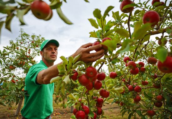 Russia Agriculture Apple Harvesting