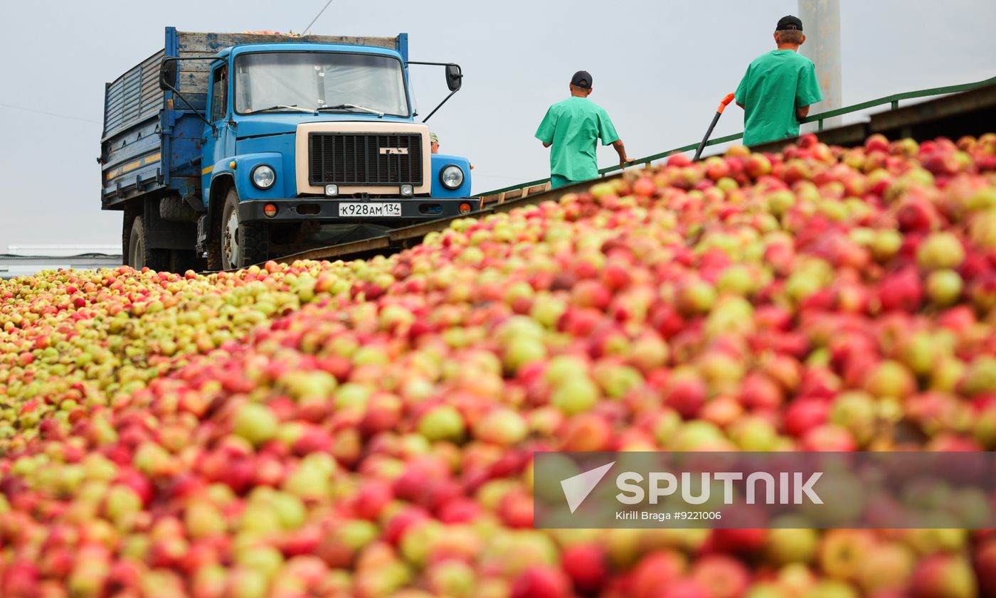 Russia Agriculture Apple Harvesting