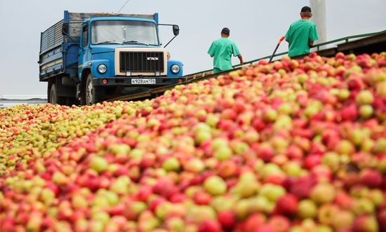 Russia Agriculture Apple Harvesting